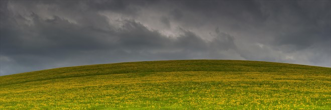 Flowering meadow (Taraxacum) with rain clouds