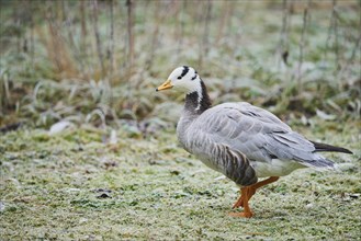 Bar-headed goose (Anser indicus) in a meadow with hoarfrost