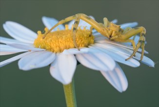 Goldenrod crab spider (Misumena vatia) sitting on a daisy