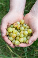 Gooseberry (Ribes uva-crispa )