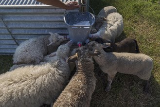 Shepherd watering his lambs with a drinking bucket