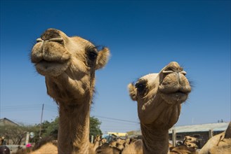 Camels on the Camel market