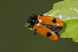 Willow Clytra (Clytra laeviuscula) in front of the departure from a leaf