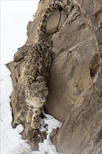 Snow leopard (Panthera uncia) on snowy rock