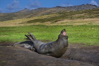 Southern elephant seal (Mirounga leonina)