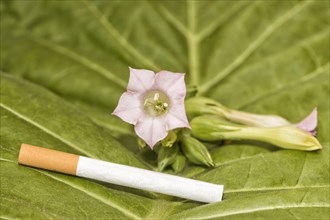 Flower of a tobacco plant (Nicotiana tabacum) with a cigarette