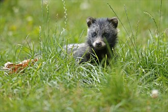 Raccoon dog (Nyctereutes procyonoides) Puppy lying in the grass