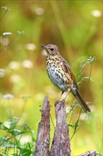 Song thrush (Turdus philomelos) sits on one root