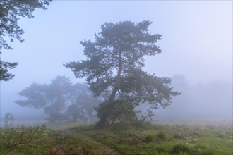 Pines (Pinaceae) in the blue hour in the fog in the heath