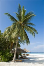 Beach dmit (Cocos nucifera)