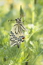 Swallowtail (Papilio machaon) on bud of California poppy (Eschscholzia californica)