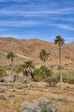 Canary date palm (Phoenix canariensis) in a barren mountain landscape