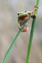 European tree frog (Hyla arborea) sitting on a reed stalk