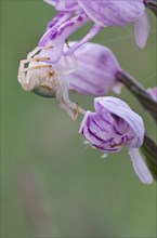 Crab spider (Thomisidae) sits on orchid (orchis)
