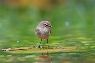 Common chiffchaff (Phylloscopus collybita) stands in shallow water