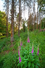 Common foxglove (Digitalis purpurea) and dead spruces