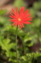 Barberton Daisy