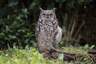 Spotted Eagle-Owl (Bubo africanus)