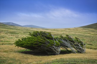 Landscape on Carcass Island