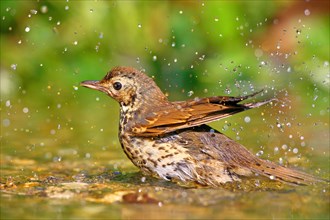 Song thrush (Turdus philomelos) bathes in shallow water