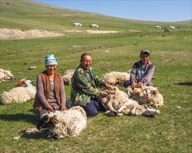 Shepherds shearing sheep