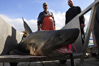 Salmon shark (Lamna ditropis) captured in the port of Valdez on Prince William Sound