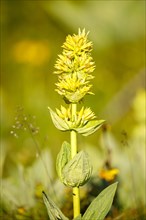 Great yellow gentian (Gentiana lutea)