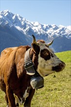 Abondance cattle