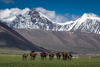 Nomadic Mongolians. Seasonal migration by Camel caravan. Turgen mountains. Uvs province