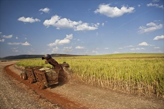 Mechanized harvest of Sugarcane