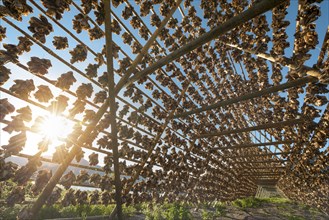 Thousands and thousands of stockfish Fish heads on wooden drying racks in the summertime against the sun