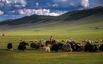Mongolian yak herder. Arkhangai province