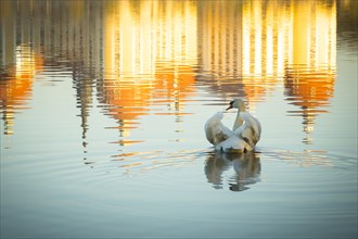 Mute swan (Cygnus olor) on the castle pond