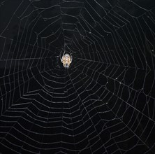 Spider (Eriophora fuliginea) in web