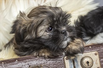 Shih Tzu puppy show from old suitcase
