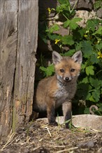 Red fox (Vulpes vulpes)