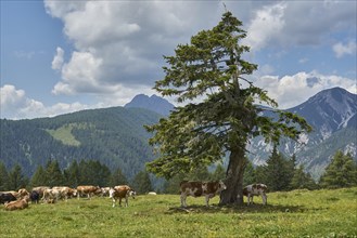 Cows and crooked (Larix)