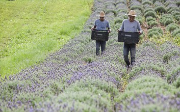Collecting lavender flowers at the eco farm Sao Benedito