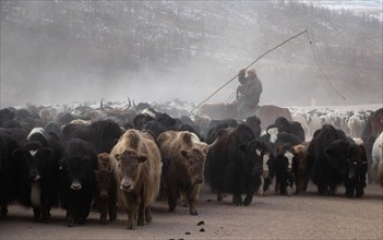 Seasonal yak migration in central Mongolia. Ð¡Ð°Ñ€Ð»Ð°Ð³Ð°Ð°Ñ€ Ð½Ò¯Ò¯Ñ… Ð½Ò¯Ò¯Ð´ÑÐ» Ð¾Ñ€Ñ‡Ð¸Ð½ Ò¯ÐµÐ´ Ñ‚ÑƒÐ½ Ñ…Ð¾Ð²Ð¾Ñ€ Ð±Ð¾Ð»Ð¶ Ð±Ð°Ð¹Ð½Ð°. Arkhangai province