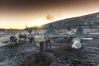 Morning in Tsaatan (reindeer herders) area. Ulaan taiga mountains. Khuvsgul province