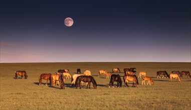 Beautiful evening in Mongolian steppe. Tuv province