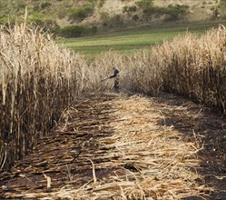 Harvesters work on burnt Sugarcane Plantations