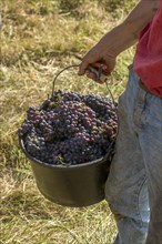 Grape harvest in the Beaujolais vineyard