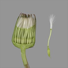 Dandelion (Taraxacum sect. Ruderalia )