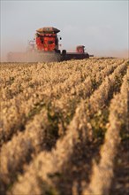 Mechanized Soybean Harvest near Luis Eduardo Magalhaes