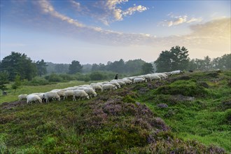 Shepherd with a flock of sheep in the heath at the Thuelsfeld dam at sunrise