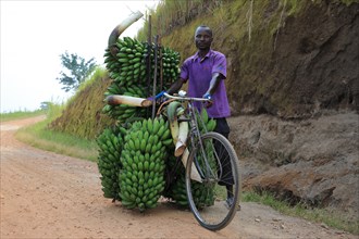 Local transports bananas on bicycle