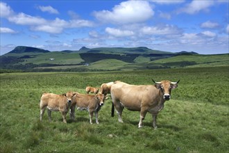 Aubrac cattle in pasture