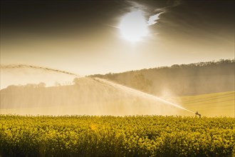Sprinkler system irrigates rape field