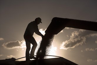 Worker Controls Unload of Soya Beans near Luis Eduardo Magalhaes